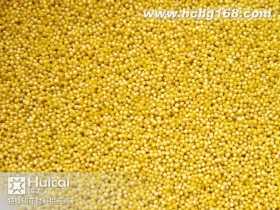 SC063小号珠光金黄胶珠